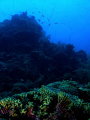   shot colorful reef found Curacao. This was taken about 50 ft. down canon a570is single d2000 strobe. Curacao ft d-2000 2000 strobe  